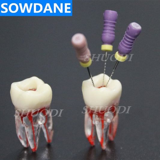 1:1 Resin Dental Endodontic Student Study Practice Model with Colored Root Canal and Pulp