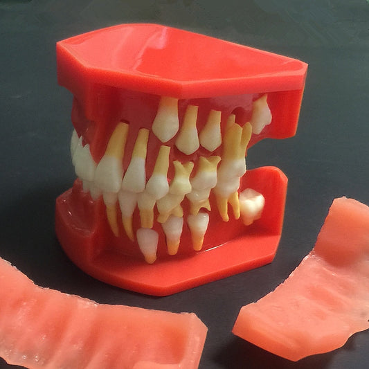 Dental Anatomy Model