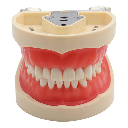 Dental Teaching Model for preparation with 32 Screw-in Teeths