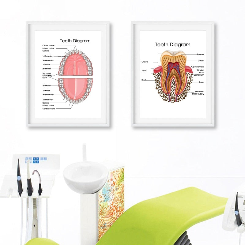 Human Teeth Diagram Prints Dental Clinic Wall Art Decor