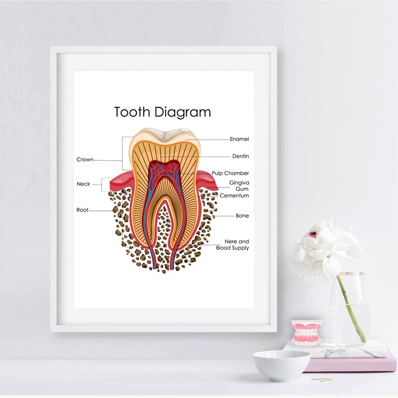 Human Teeth Diagram Prints Dental Clinic Wall Art Decor