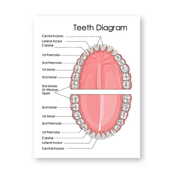 Human Teeth Diagram Prints Dental Clinic Wall Art Decor