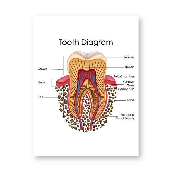 Human Teeth Diagram Prints Dental Clinic Wall Art Decor