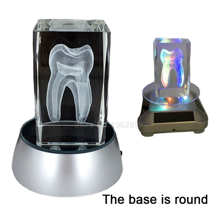 Dental 3D Tooth Model Clear Crystal Stand With LED Lamp