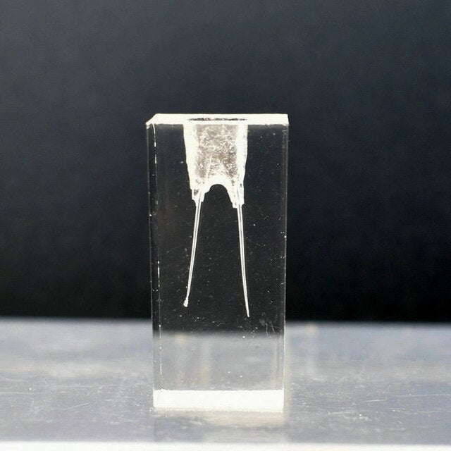 Dental model Endodontic root canal model