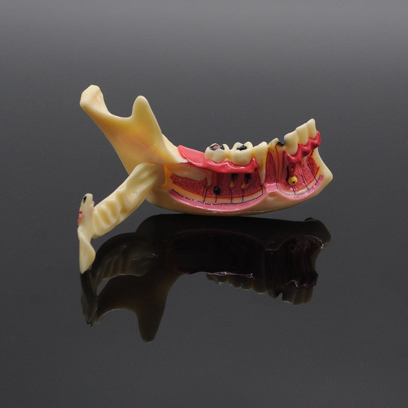 Dentistry Teaching Training Mandibular Model